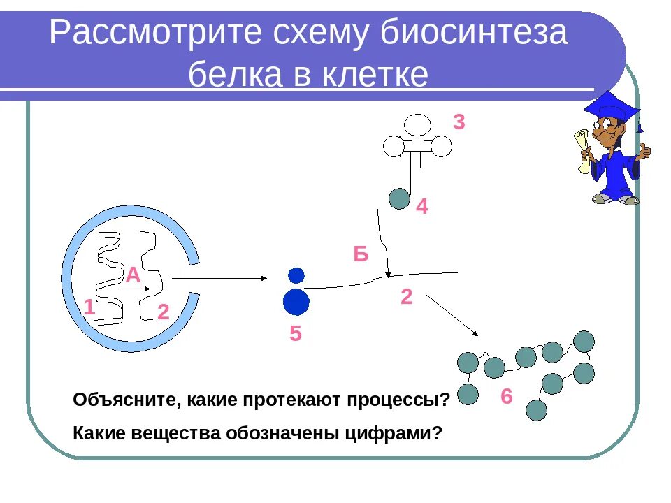 Биосинтезом называют. Этапы белкового синтеза схема. Процесс биосинтеза белка схема.