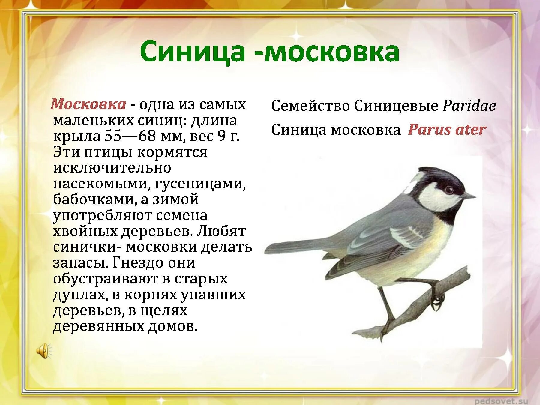Синица информация. Синица московка. синица московка описание. зимующие птицы. синичка московка.
