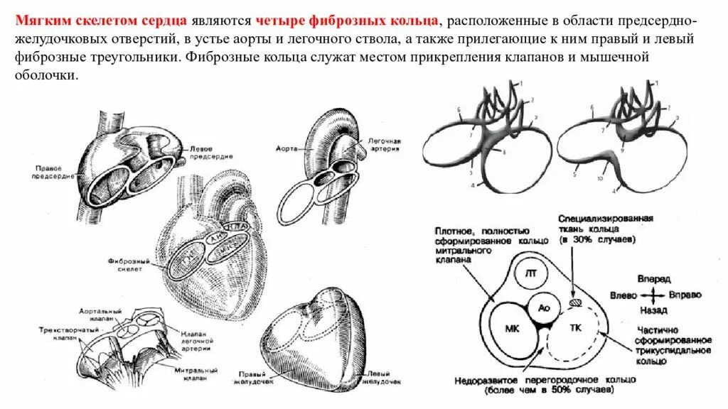 Фиброзный мягкий скелет сердца схема. Фиброзное кольцо митрального клапана норма. Сердце строение скелета. Фиброзный скелет и клапаны сердца схема. Клапан правого предсердно желудочкового отверстия