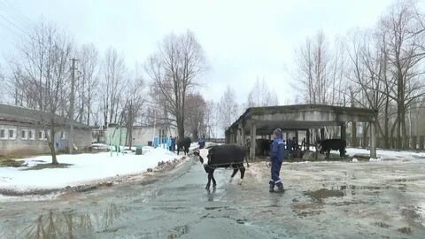 Поселок селекция новости