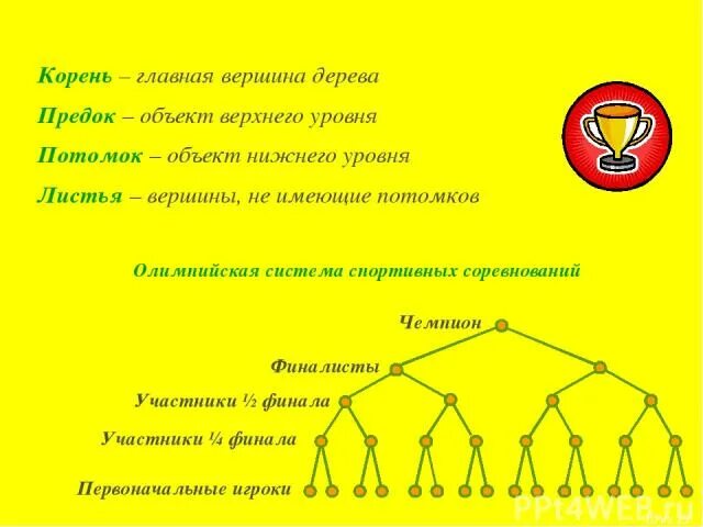 Задание "виды корней и типы корневых систем" ответы. Растения с стержневыми и мочковатыми корнями. Стержневая корневая система и мочковатая корневая. Морфология и анатомия корня растений. Вегетативный корень.