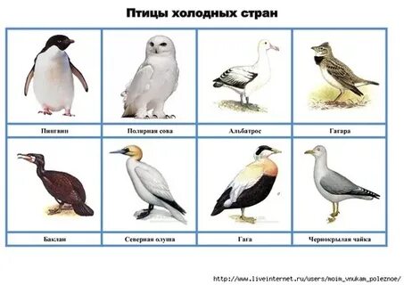 Какие птицы живут в арктике