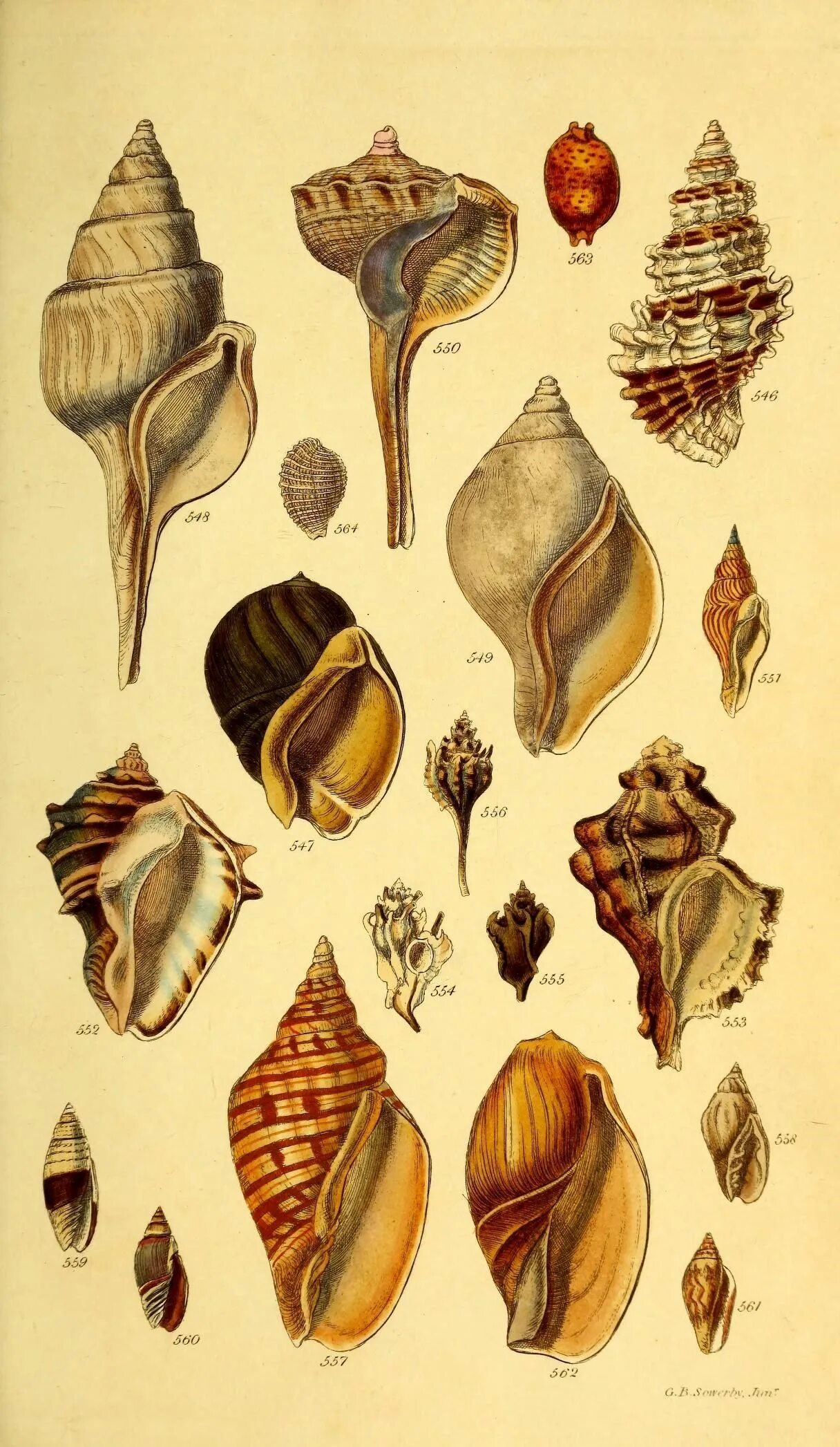 Shells born