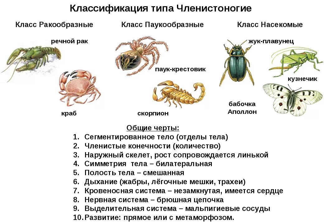 Представители членистоногих 7 класс биология. Тип Членистоногие представители класса. Тип Членистоногие класс паукообразные представители. Строение членистоногих 7 класс биология. Рак относится к классу