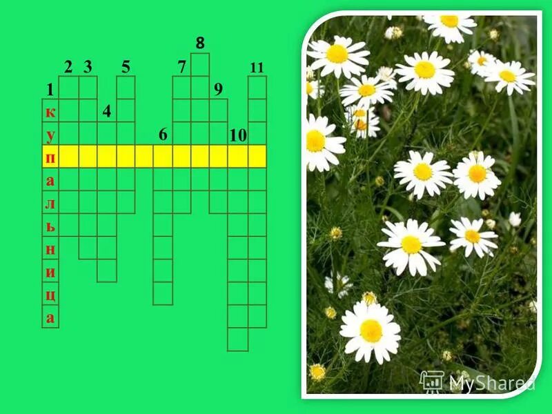 искусство букета сканворд