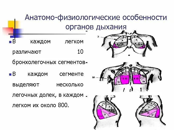 Анатомо-физиологические особенности органов дыхания. Анатомо физиологические особенности бронхолегочной. Афо органов дыхания пропедевтика. В каждом легком различают.