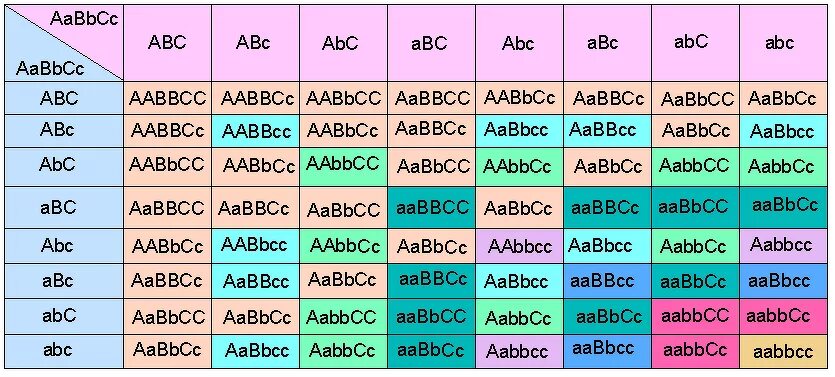 Решетка Пеннета AABBCC AABBCC. Таблица Пеннета AABBCC AABBCC. Генотип AABBCC. AABBCC AABBCC скрещивание.