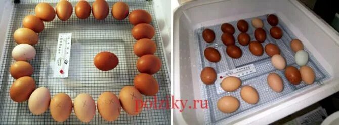 Можно ли курам подкладывать яйца. Какие яйца класть под несушку. Можно ли хранить инкубационное яйцо в холодильнике. Яйцо под наседкой на 13 день. Сколько яиц подкладывают под перепелку.