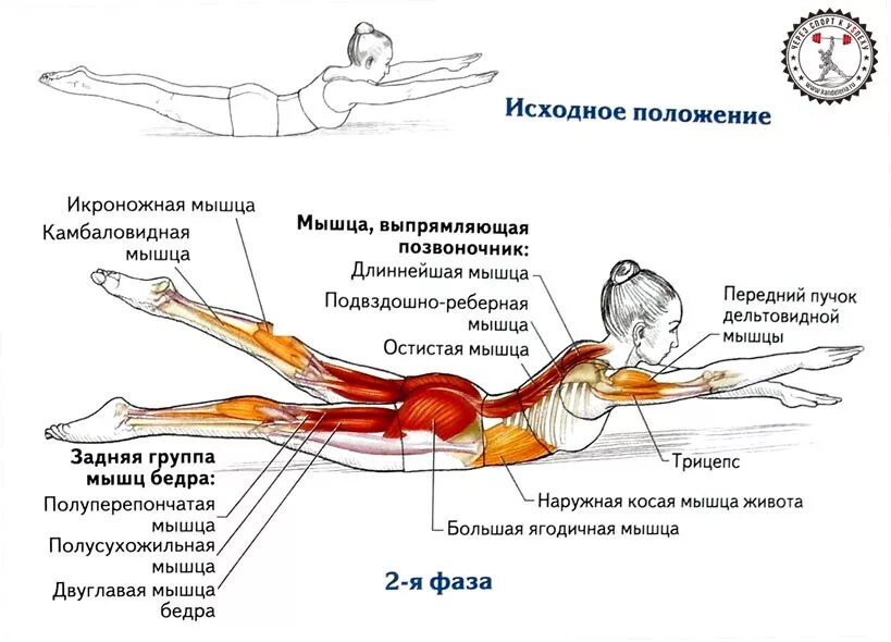 Как снять напряжение с мышц. Упражнения для укрепления мышц боковых мышц спины. мышца выпрямляющая позвоночник упражнения. мышцы разгибатели спины упражнения. упражнения для укрепления прямой мышцы спины.
