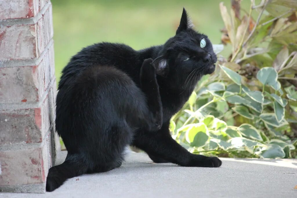 Кот чешет уши. Черная кошка без хвоста. Черные коты с прижатыми ушами.