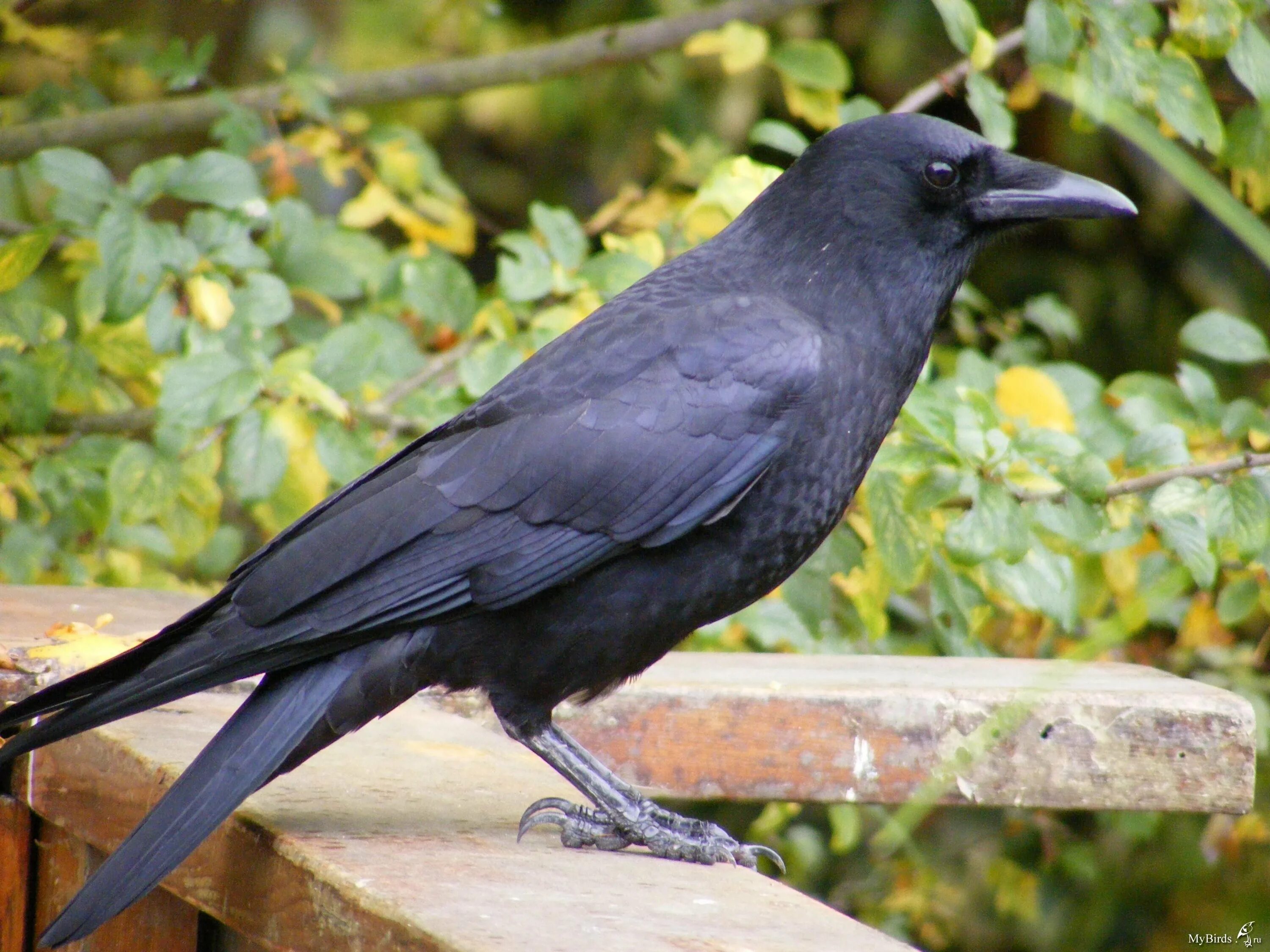 Ворона какой вид. Corvus caurinus. Грач (птица) врановые. Ворона меланист. Серая ворона меланист.