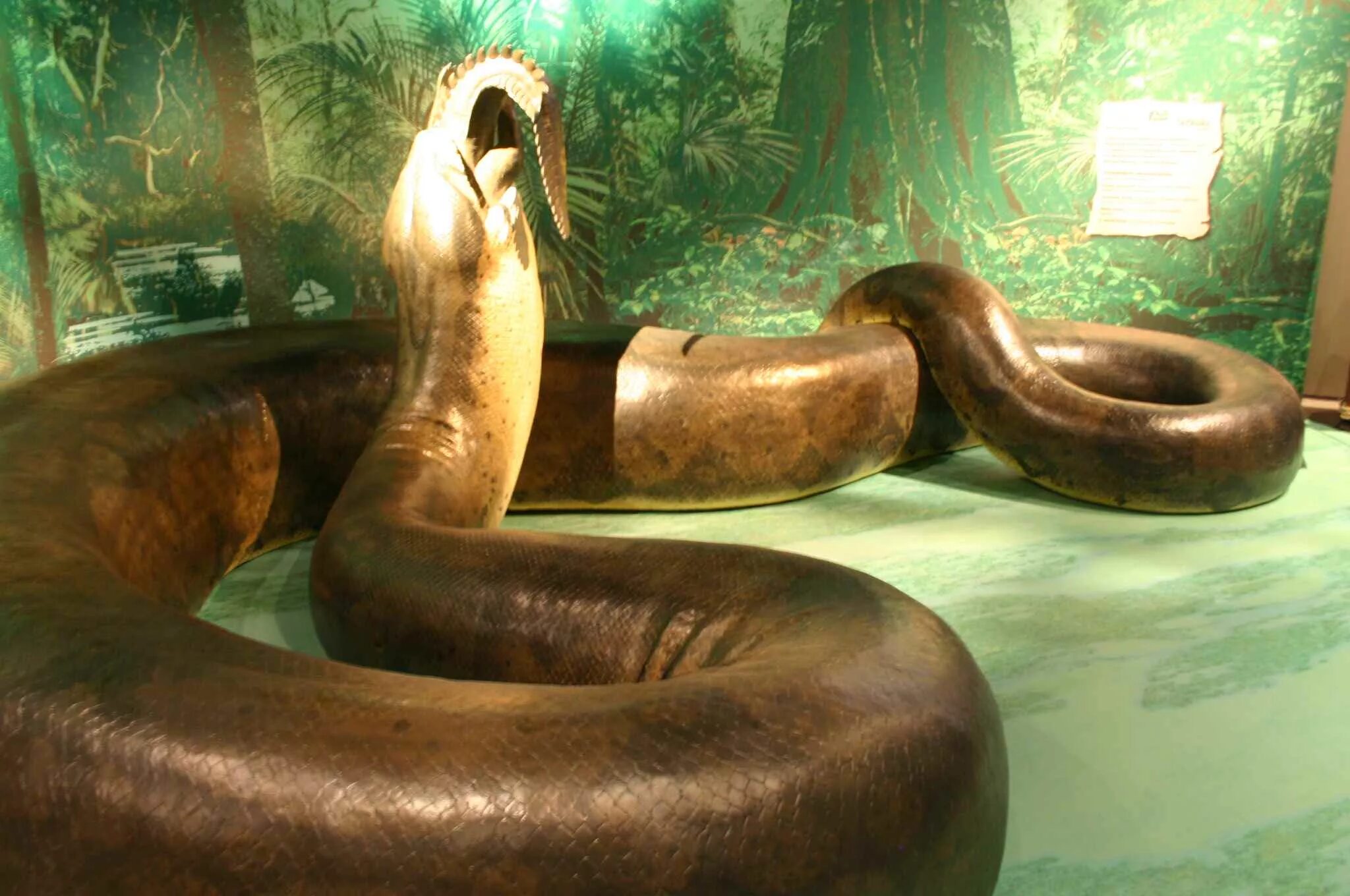 ТИТАНОБОА змея и Анаконда. Титаноба змея ТИТАНОБОА. Самая большая змея в мире ТИТАНОБОА.