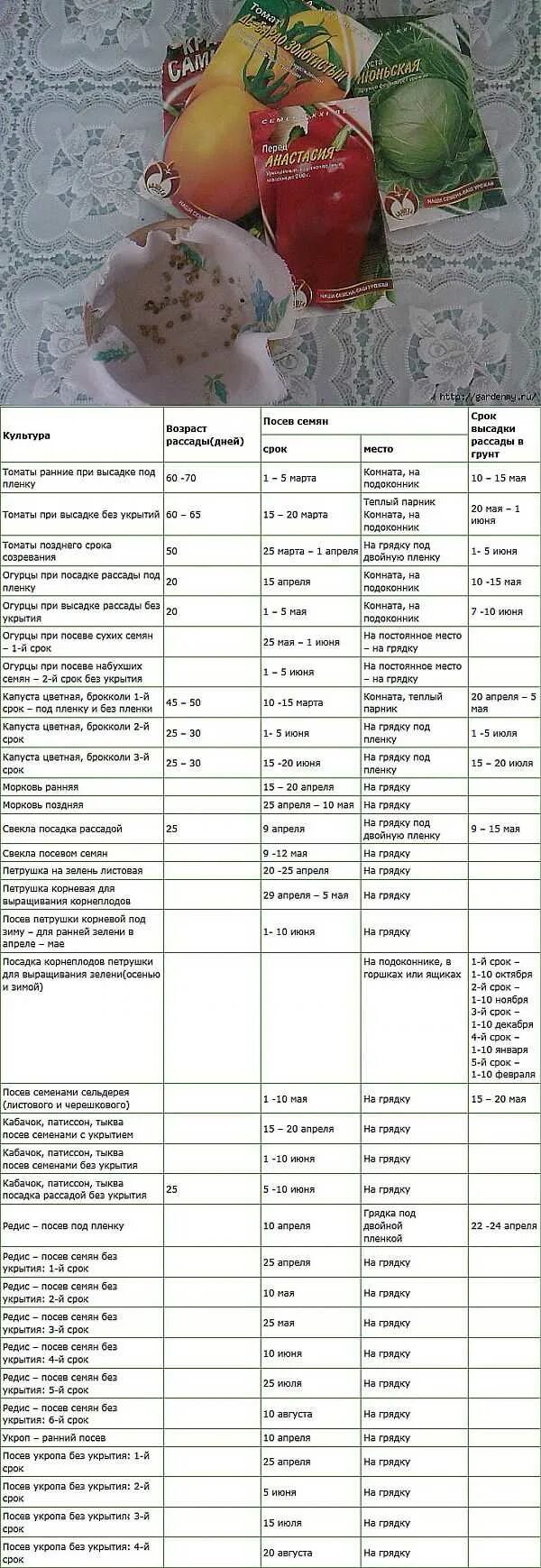 Сроки посадки в средней полосе россии. Таблица высадки рассады. Сроки посадки рассады. Таблица посадки огородных растений на рассаду. Сроки выращивания рассады овощных культур.