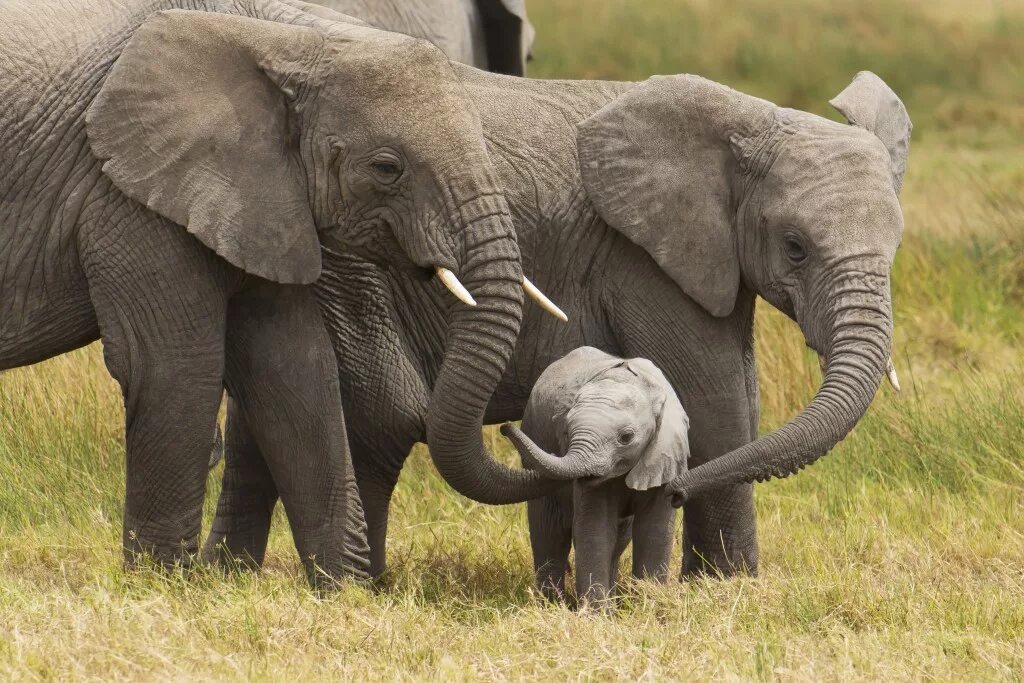 В чем выражается забота родителей о потомстве. Слоновые хоботные. Слон слониха Слоненок. Хоботные (млекопитающие). Хоботные размножение.