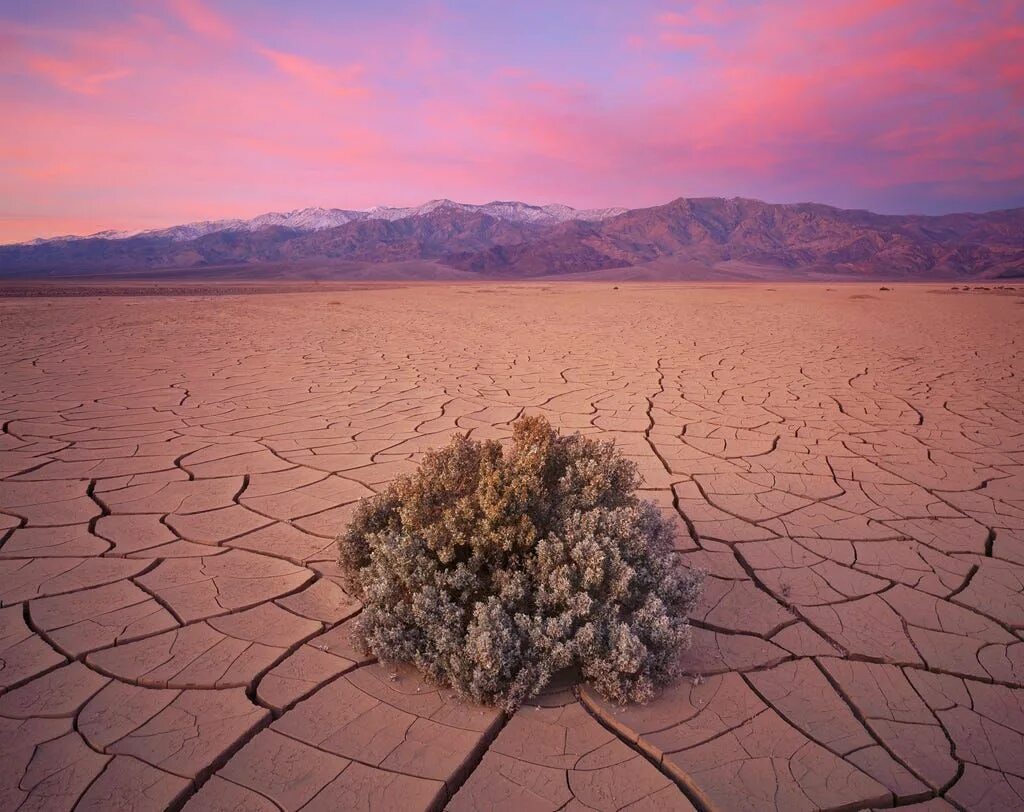 Солончаковых пустынь Сахары. Пустынный ландшафт Туркменистана. Пустынные растения. Пустынная земля. Пустыни почвы плодородие