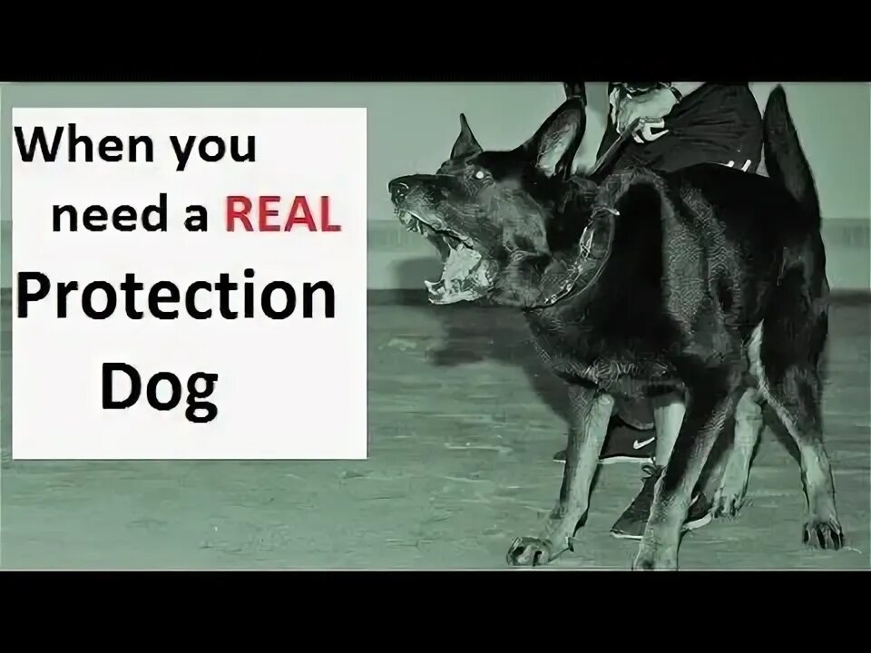 Dog is protecting. Really protect