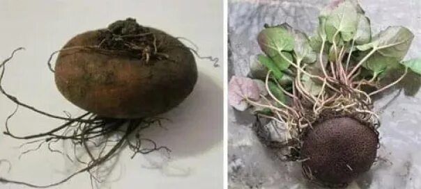 Чудо корень от насморка. Клубни цикламена от гайморита. корень цикламена от гайморита. клубни косский цикламен. клубни корни цикламена.