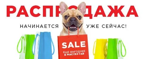Мистер гав