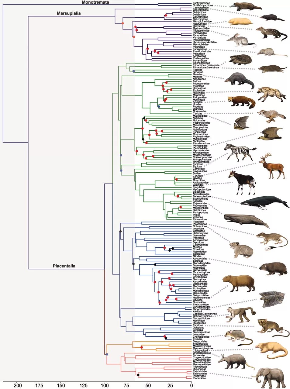 Animal data