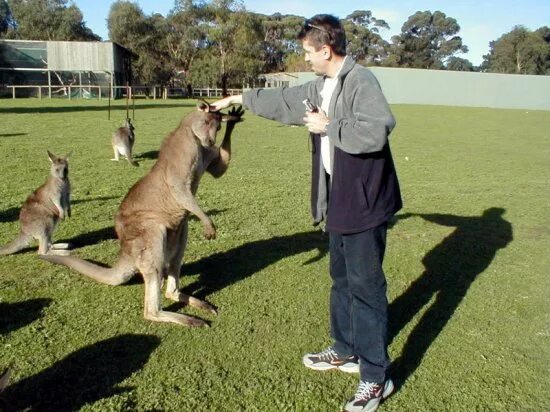 Исполинский кенгуру тип развития. Рост кенгуру. Кенгуру и человек. Гигантский кенгуру и человек. Кенгуру 3 метра.