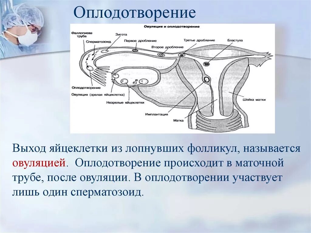 Оплодотворение. Оплодотворение в маточной трубе. Оплодотворение презентация. Женская половая система оплодотворение.