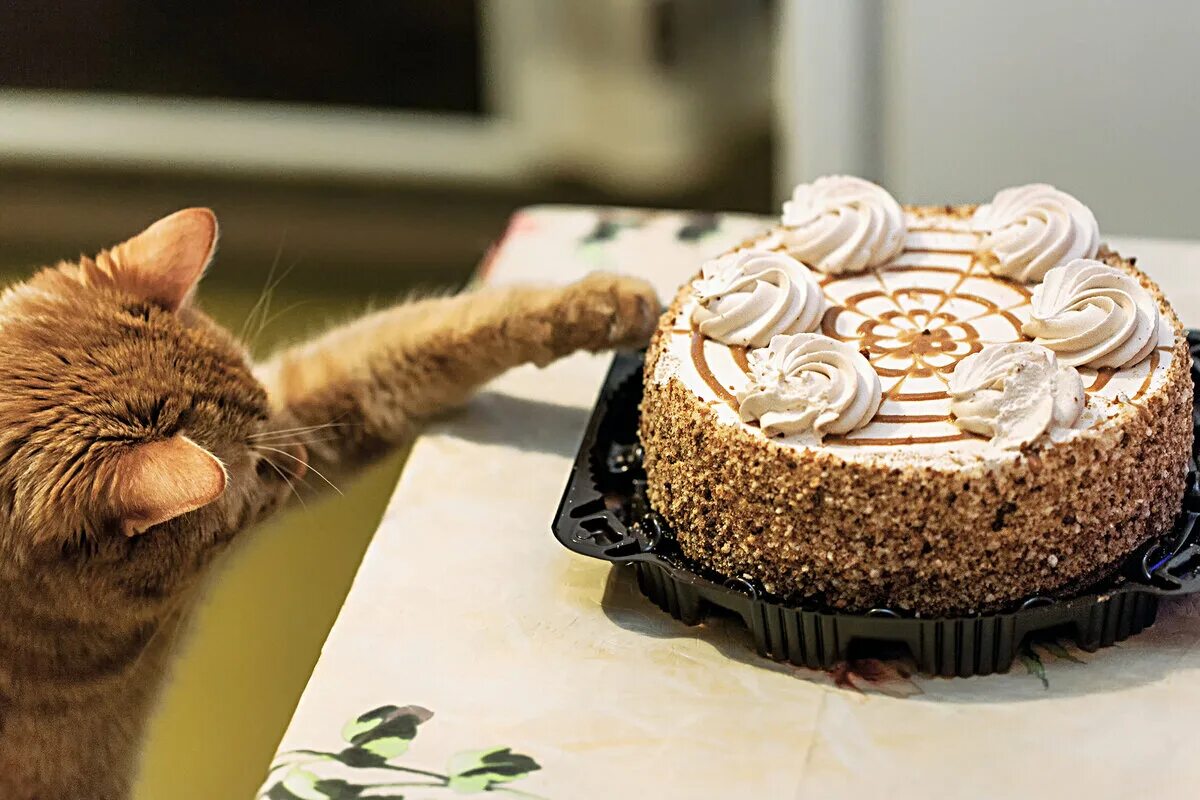 Котик с яйцами. Рыжий кот кушает. Котенок кушает. Кот и кошка едят из одной миски. Едят коты яйца.