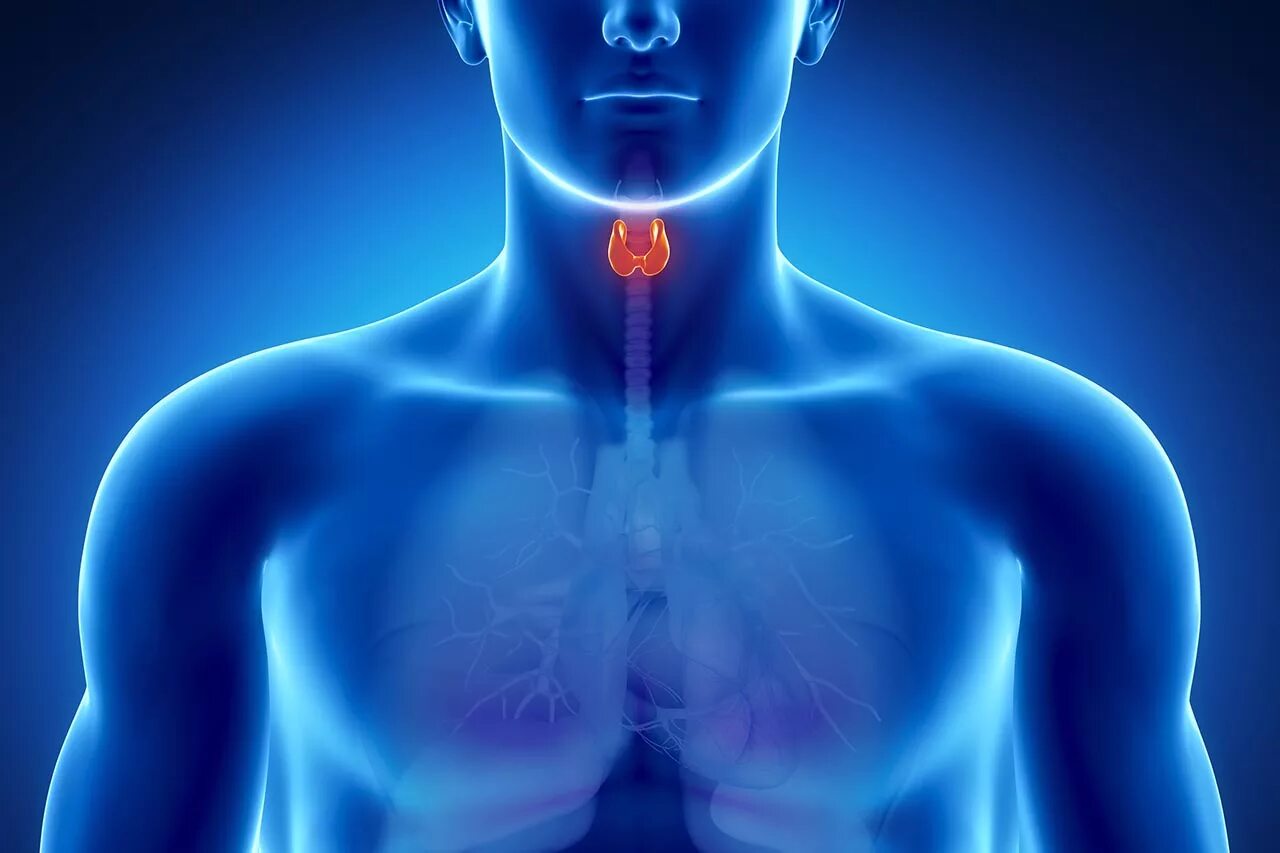 Эндокринная система тимус. Эндокринная система человека вилочковая железа. Щитовидная и вилочковая железа. Вилочковая железа, Thymus.