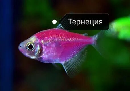 Тернеция и золотая рыбка