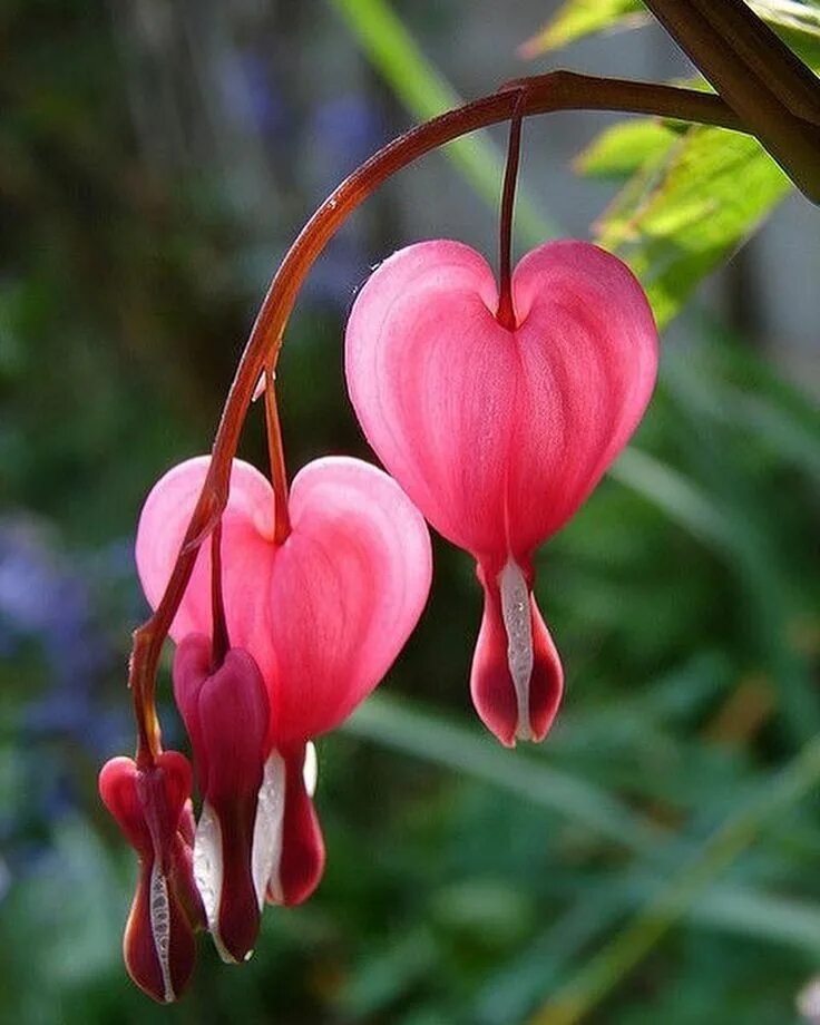 Кровоточащее сердце цветок. Цветы сердечки. Каменное сердце цветок. Растение с цветами сердечками.