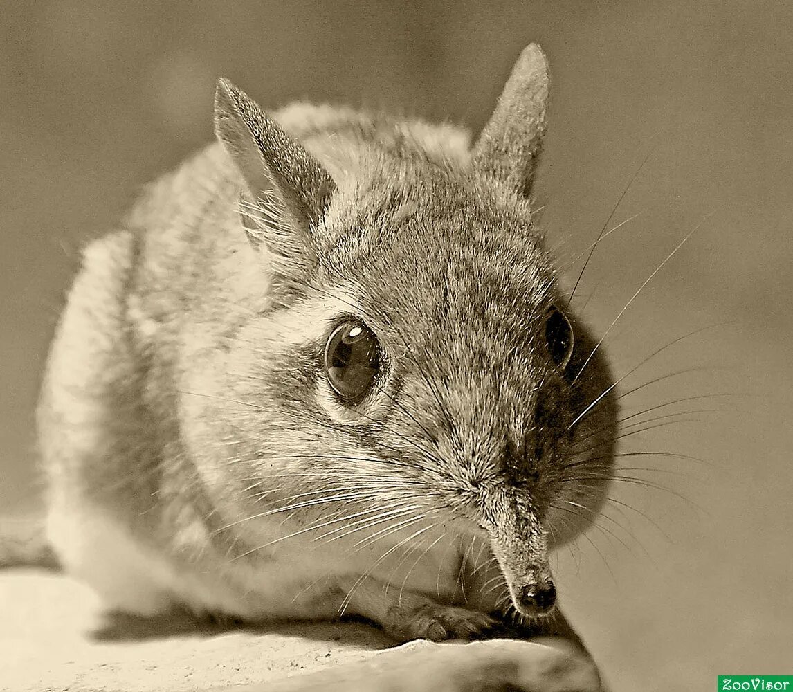 длинноухий слоновый прыгунчик. прыгунчиковые насекомоядные. прыгунчик. землеройка прыгунчик. прыгунчик.