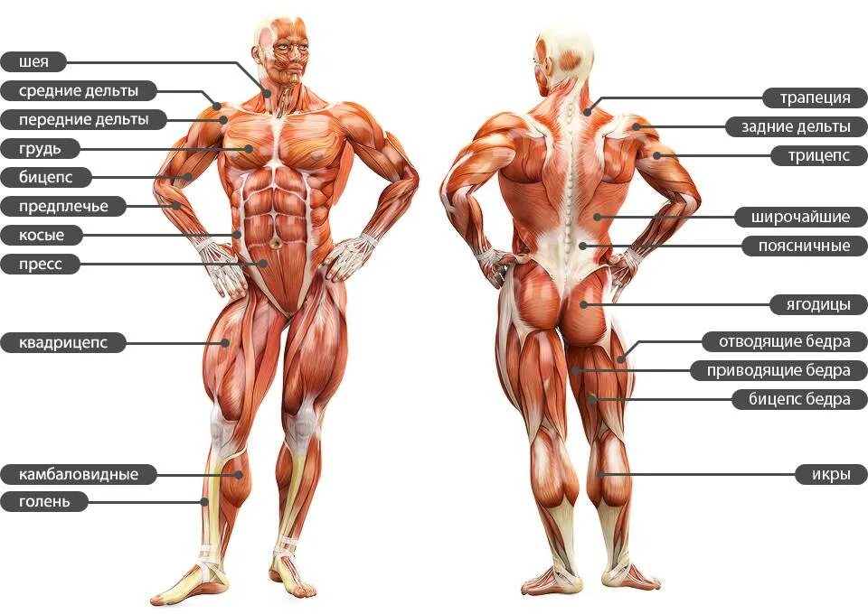 Части тела на груди. Строение мышечной системы человека. Строение тела мышцы название. Анатомическая структура мышц человека. Строение человека мышцы анатомия мужчины.