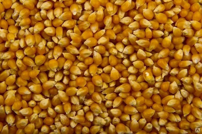 Кукуруза фуражная. Семена кукурузы кормовой. Кукурузные зерна. Семена кукуруза попкорн.