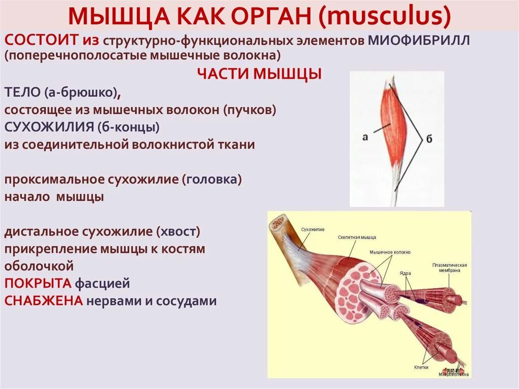 Внешнее и внутреннее строение мышц. Строение мышц скелетной мышцы. Структура мышцы как органа. Мышца как орган внешнее и внутреннее строение.