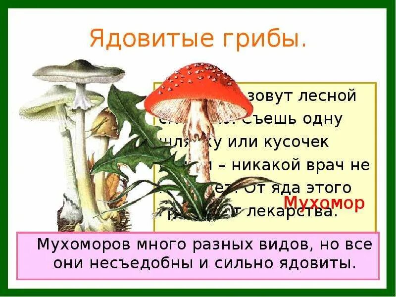 Ядовитые растения и грибы. Сообщение о лесных опасностях. Ядовитые грибы 2 класс окружающий мир. Проект по окружающему миру Лесные опасности. Лесные опасности 2 класс окружающий мир презентация