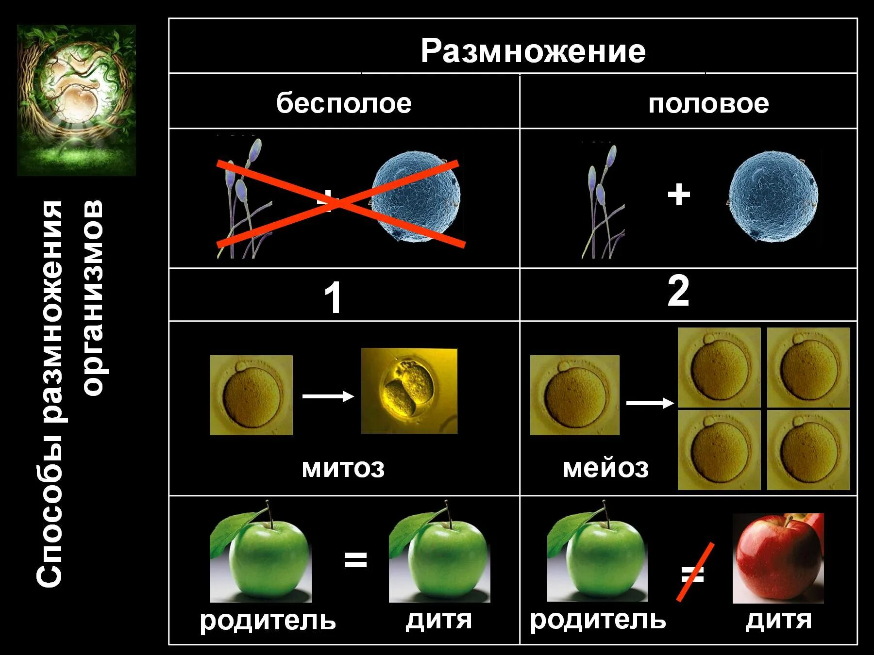 Формы размножения. Формы размножения