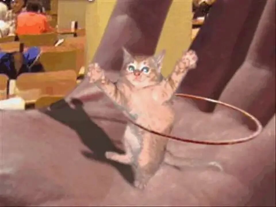 Кота крутят. Кот бегает по кругу. Кота крутят. Гифка кот крутится. Кот крутится на пластинке.