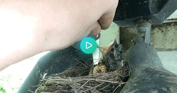 Cock feeding. Кормежка птенцов. Гиф кормит птенцов. Gif птица кормит птенцов. Гнездо гиф.