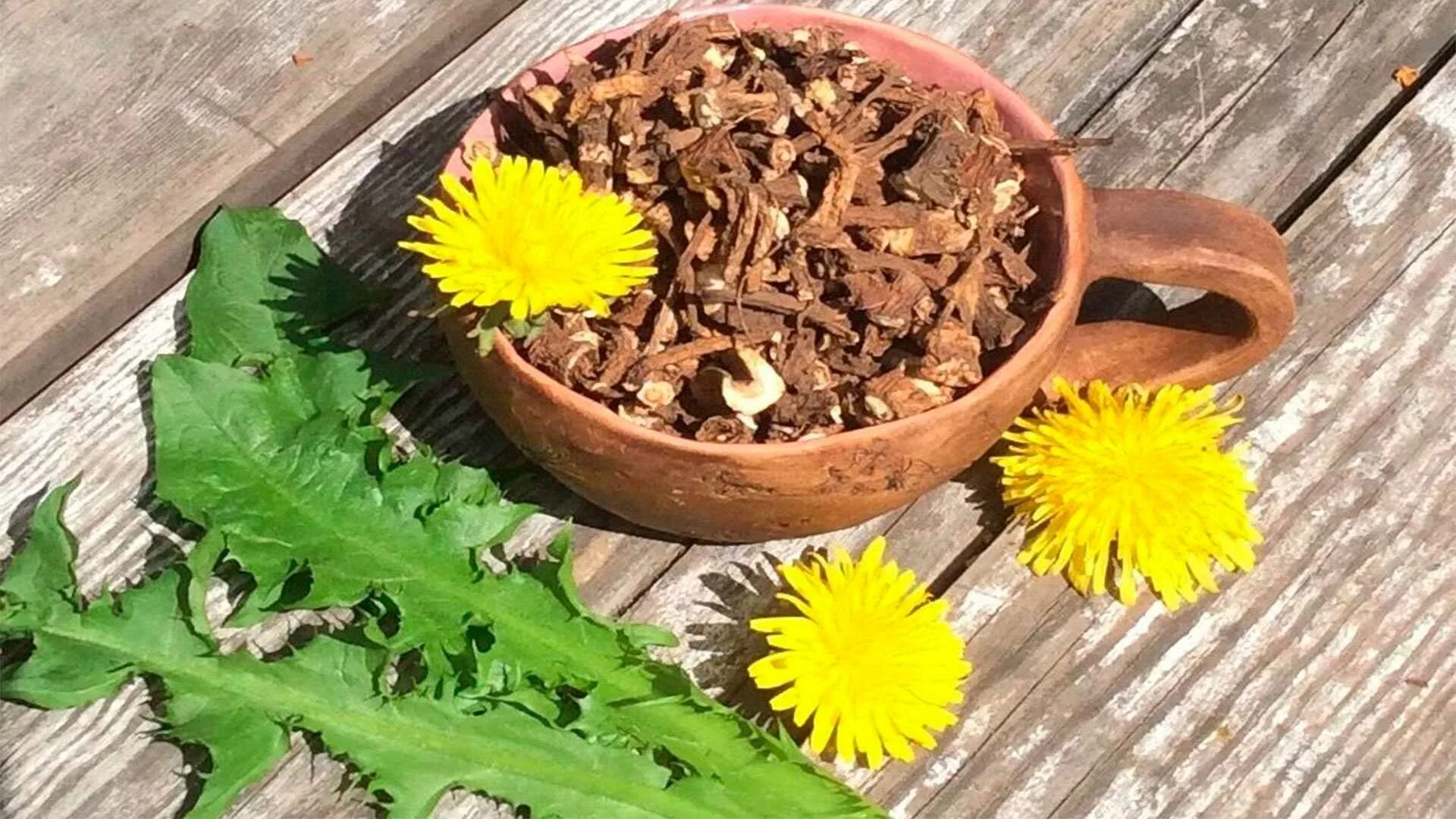 Полезное применение одуванчика. Одуванчик лекарственный корень. Dandelion root - корень одуванчика. Корни одуванчика ГФ. Одуванчик корень порошок.