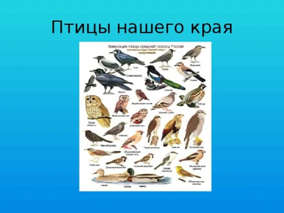 10 птиц которые. Птицы нашего края. названия птиц в нашём крае. птицы краснодарского края. птицы пермского края с названиями.