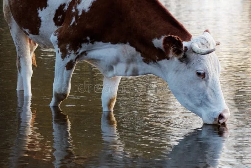 Телята пьют воду. Корова пьет воду. Корова пьет воду из реки. Корова в воде.