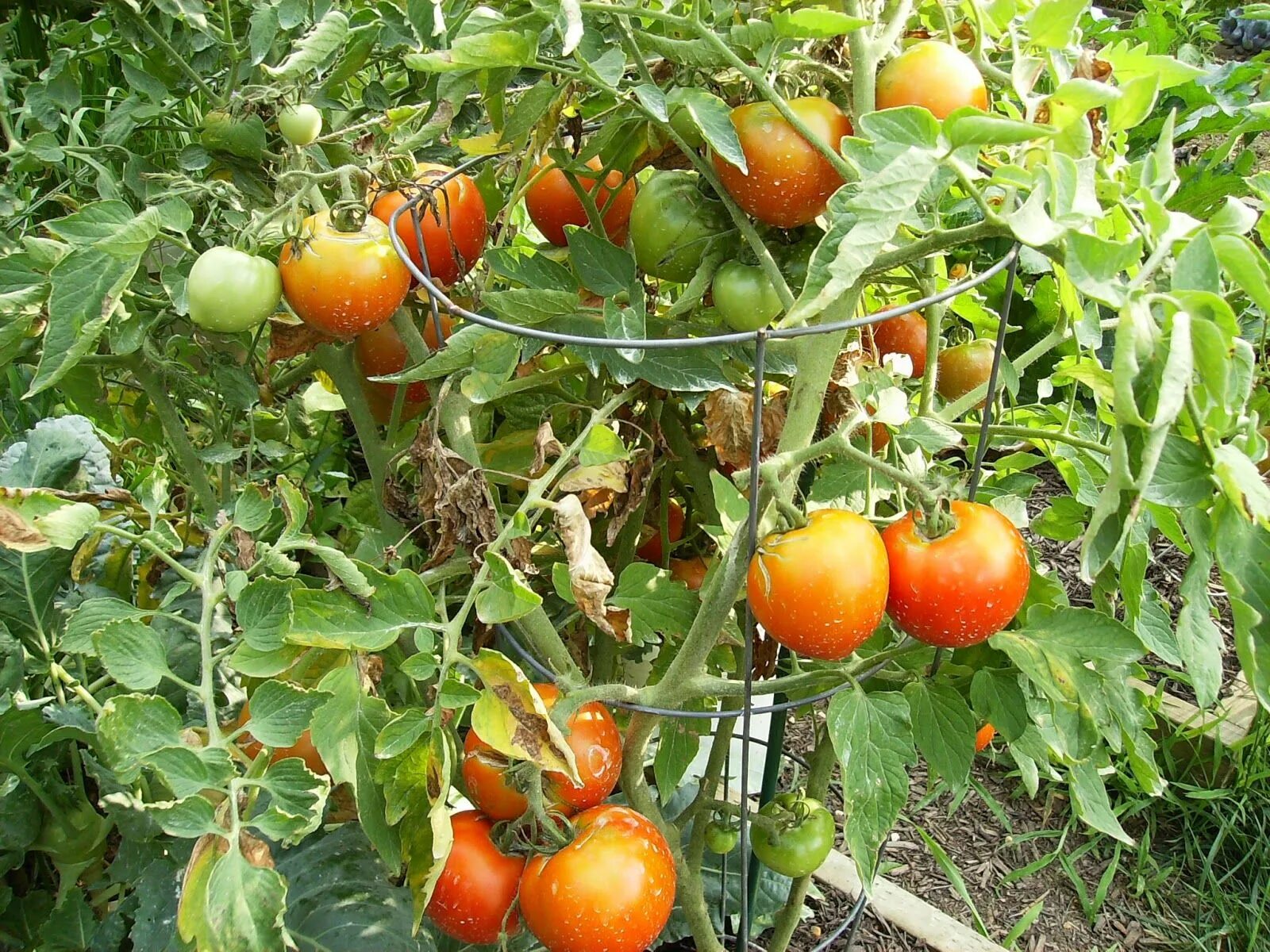 Какие сорта томатов посадить в сибири