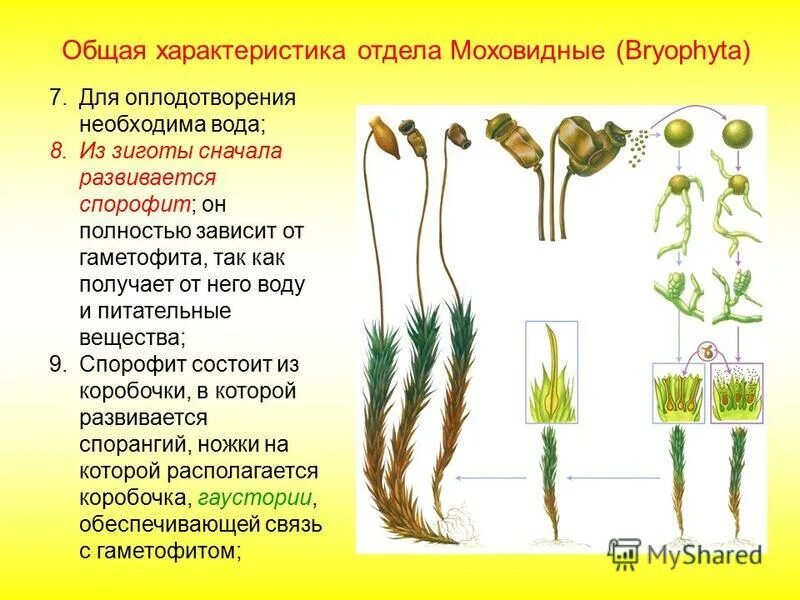 Значение моховидного отдела