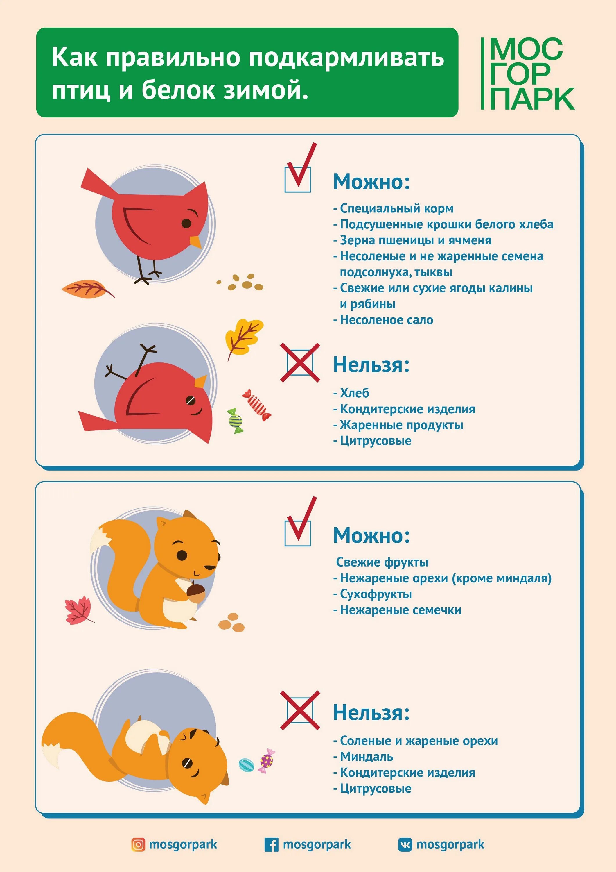 Когда детям можно белок. Чем можно кормить белок. Чем нельзя кормить белок. Чем кормить белку. Чем можно кормить белочек.