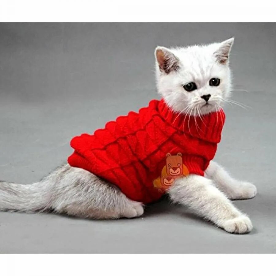 Кошка одевается
