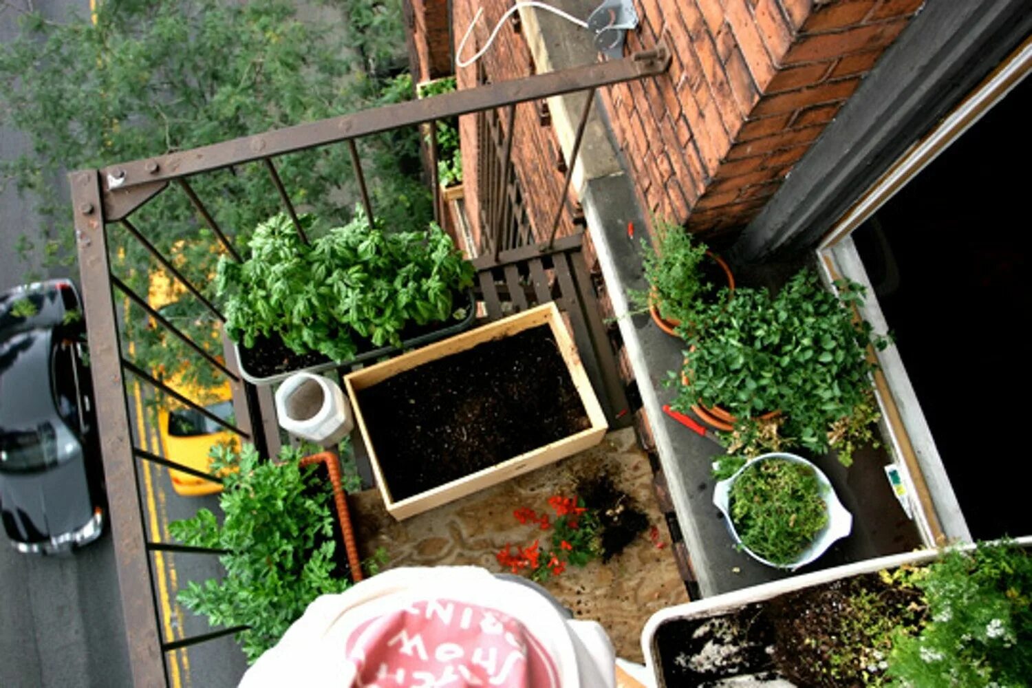 Огород на лоджии. Мини огород на лоджии. Огород на маленьком балконе. Рассада на балконе.