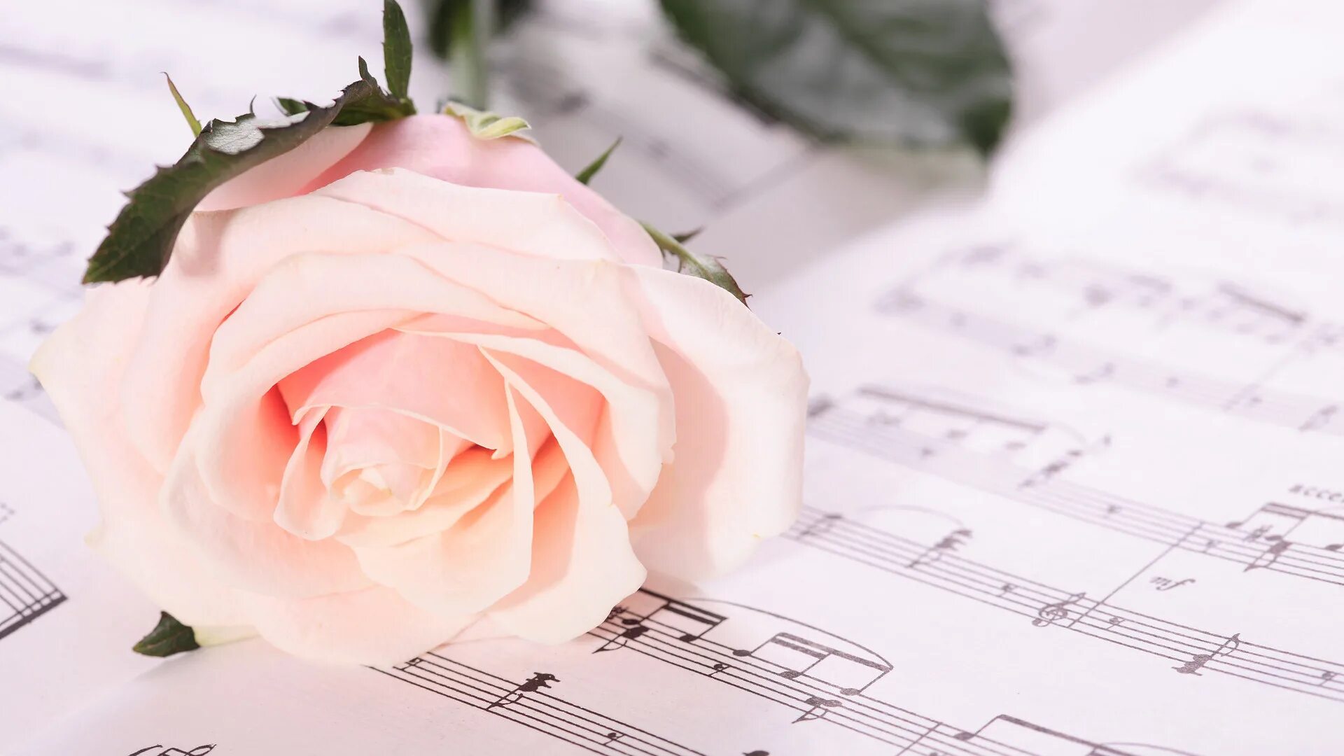 Ноты и цветы. Цветы для музыканта. Музыкальные картинки. Музыкальный фон. Песня цветы цветочек