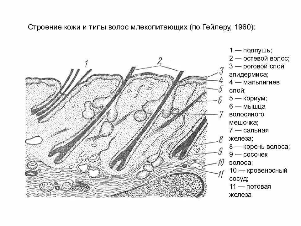 Структуры кожи млекопитающих. Строение кожного покрова млекопитающих. строение кожи и волоса млекопитающих. схема строения кожного покрова. кожный покров млекопитающих схема.