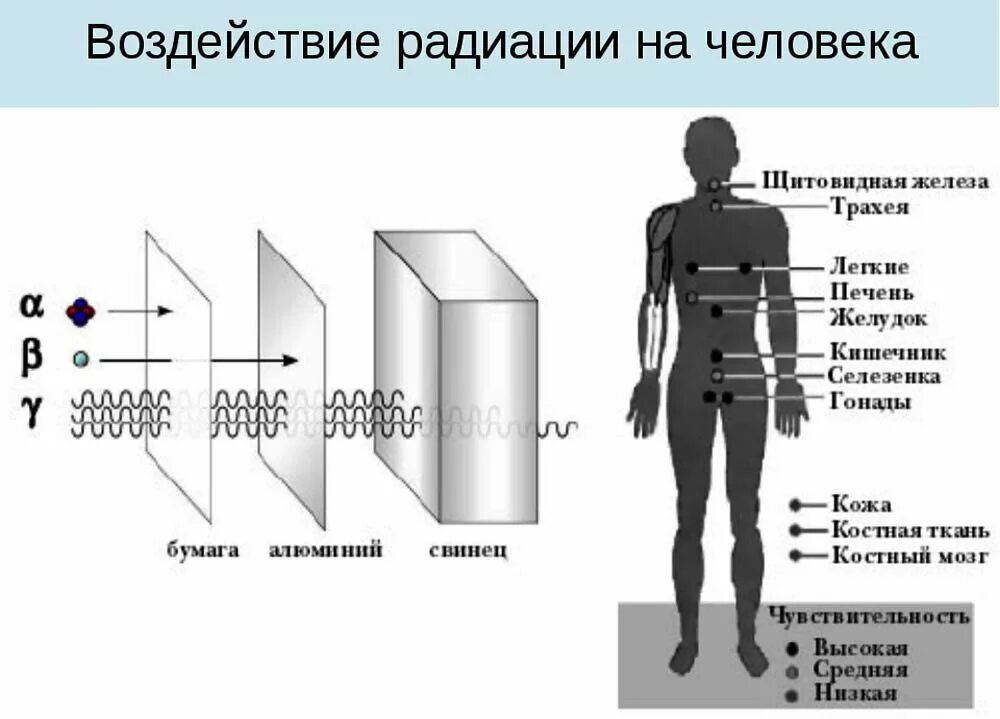 Схема действия ионизирующего излучения на организм человека. Влияние радиационного излучения на организм. Схема влияния ионизирующего излучения на человека. Виды воздействия ионизирующего излучения на организм человека.