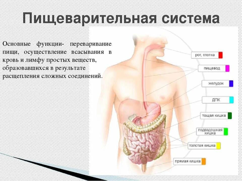 Дополните схему процесса пищеварения пища Конспект урока "Строение тела человека. Как работает наш организм". Приложение.