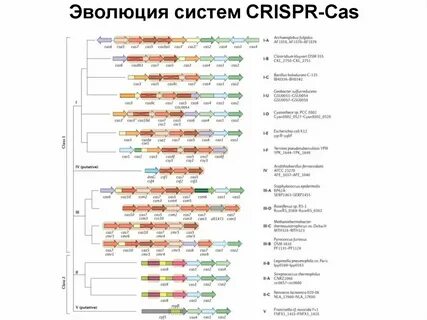 Система эволюции 2